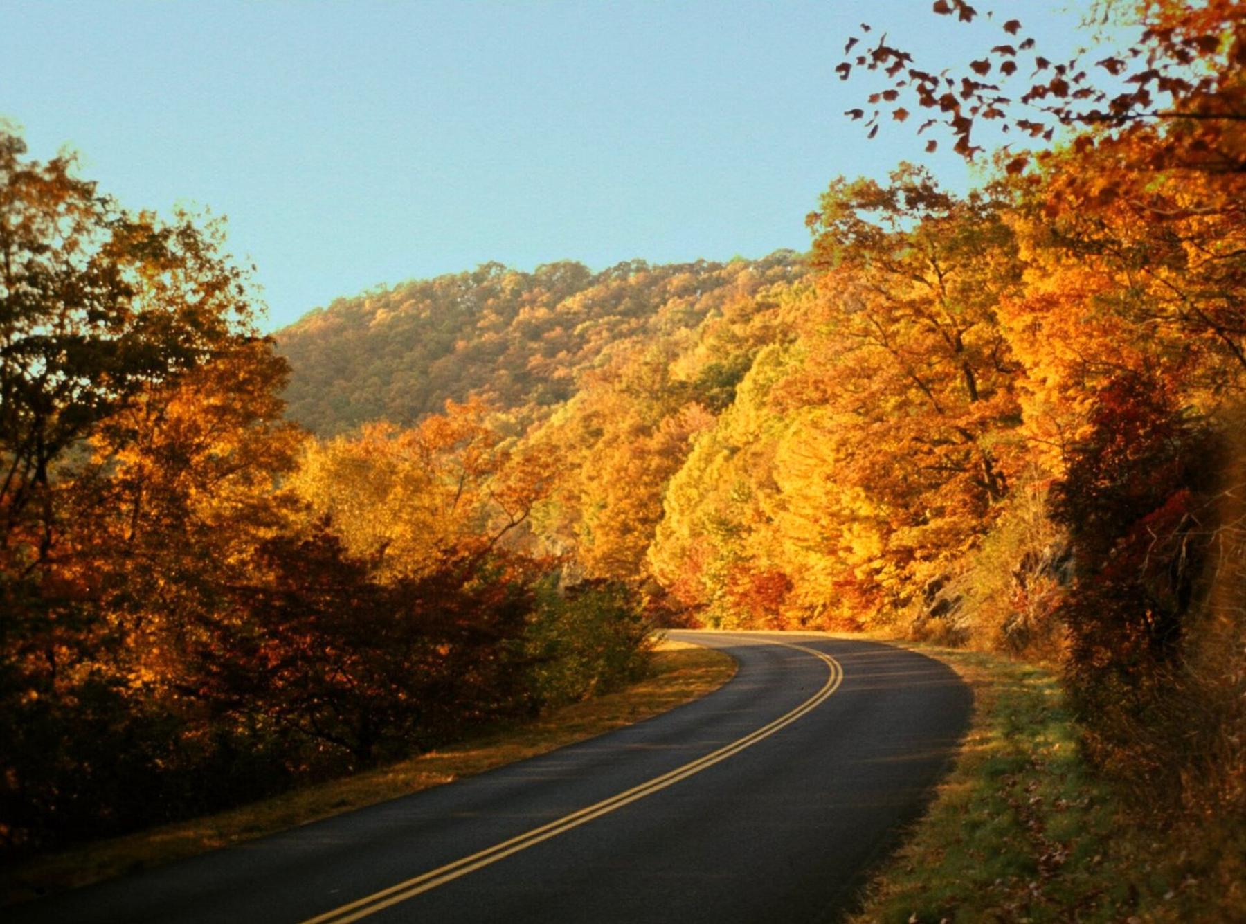 Mountain road through autumn leaves